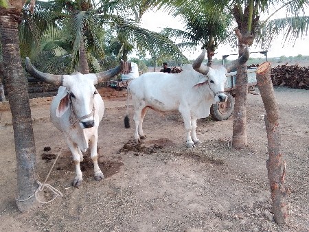 બળદ વેચવાના છે