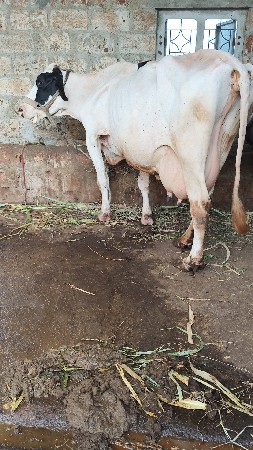 HF ક્રોસ ગાય વેસવાનિ