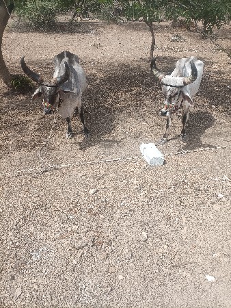બળદ વેચવાના છે બે વાવણી કરેલા છે