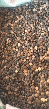 ગુવાર નું બિયારણ