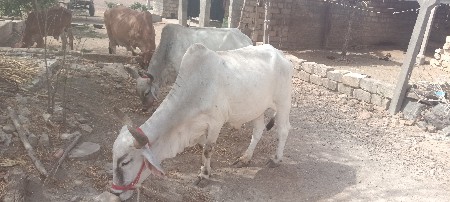 પેલી ધર ના છે