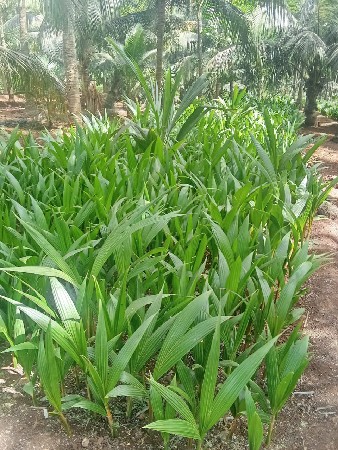 andhra na rop  madi jase
