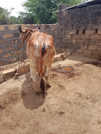 ગાય વેચવાની છે