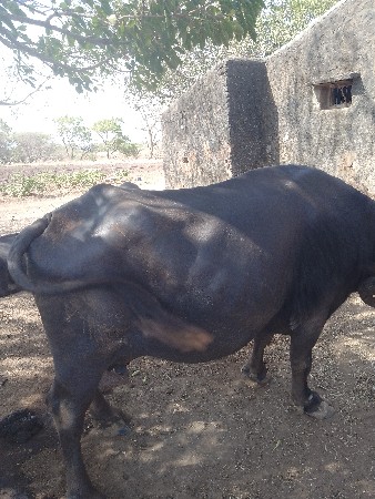 દસ દિવસ ની કાચી 4 વેતર