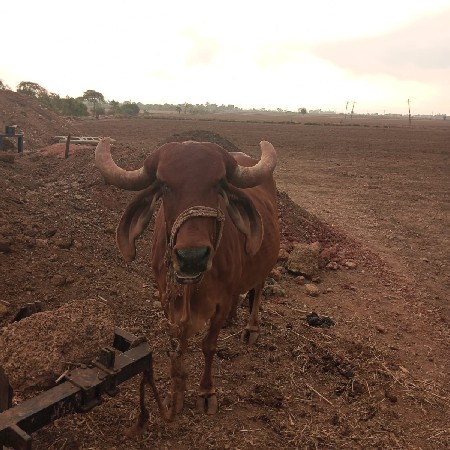 ગાય વેચવાની