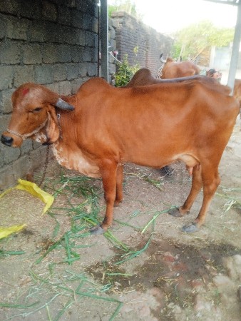 ગાય વેચવાની છે