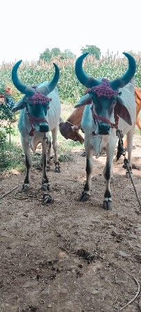 satama gamee hale same  8980679535