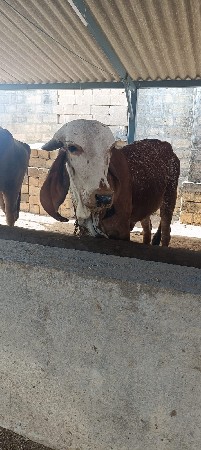 સારા બુલ નિ સે