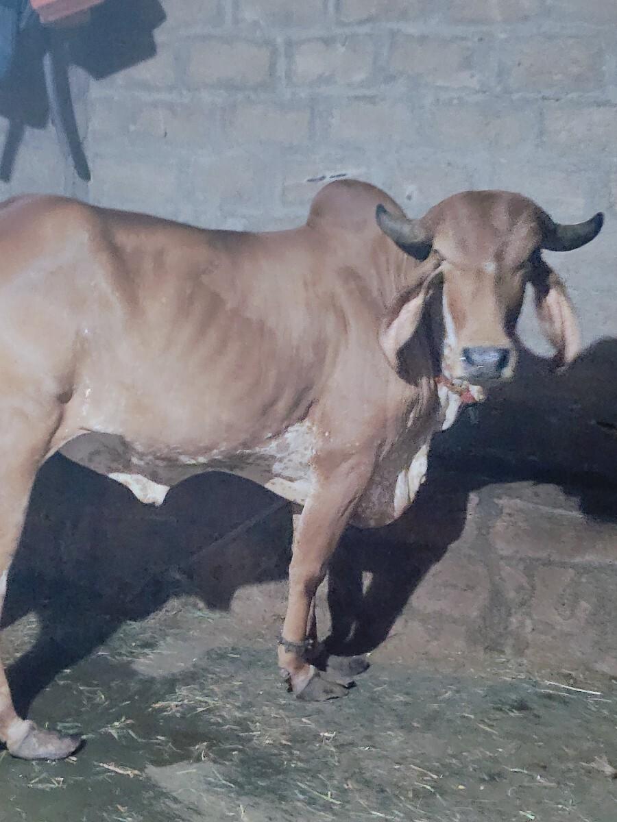 ગાય વેસવાની છે