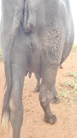 પૅલ વૅતરી ખડાય