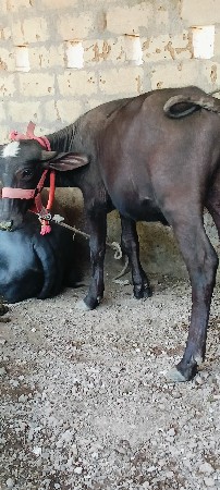 પાડી વેચવાની છે
