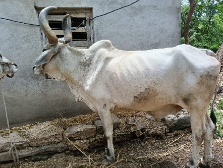 આ બળદ વેચવાના છે