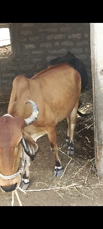ગાય આપી દેવાની છે