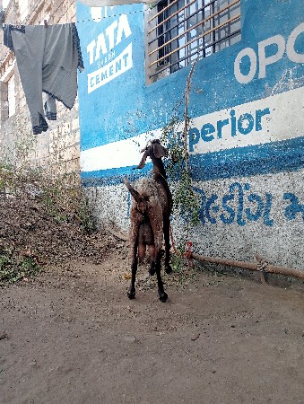 બકરી