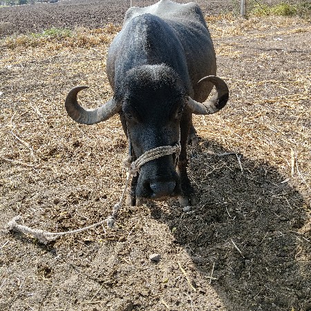 ભેંસ