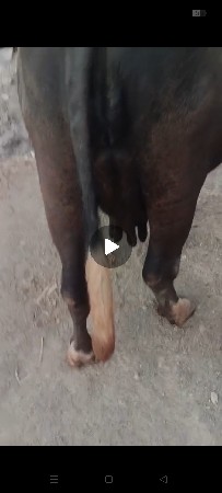 જાફરાબાદી ખડાય છે