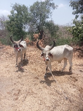 ગોટલા વાછડાઓના સાટા કરવાના છે