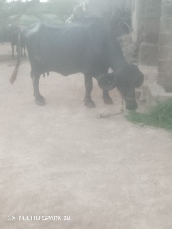 4 વેતર વ્યાસે