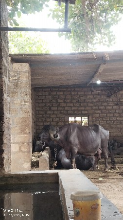 ભેંસ વેચવાની છે