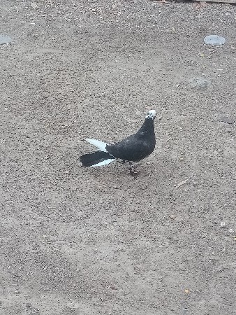 નર વેચવાનોછે