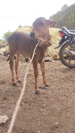 ફીમાઆપાનીસે.જેકોયસાચવેએને