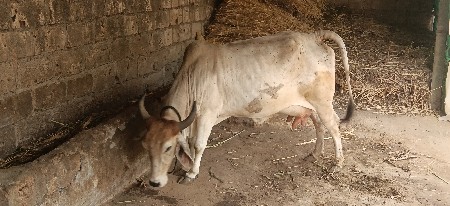 ગાય વેચવાની છે