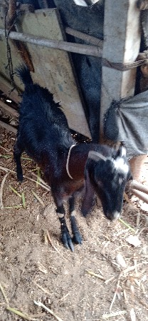 બકરા 4