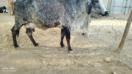 ગાય વેચવાની છે