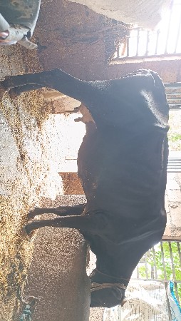 ગાય આપવાની છે HF કોર્ષ