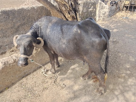 વેચવાની છે