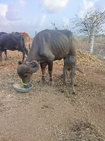 ખળેલી વેસવાની છે