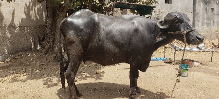 ભેંસ વેચવાની છે