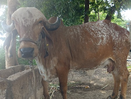 બીજા વેતર ની હોડકી