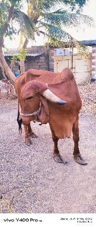 ગીર ગાય વેચવા ની છે