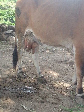 ગાય