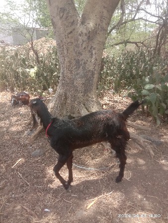 એક બકરી બેબોકડા વેચવાનાછે