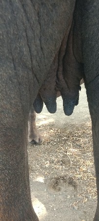 ખડેલી વેચવાની છે