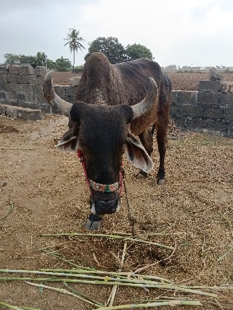 બરદવેસવાનાસેફુલપાણીયારા