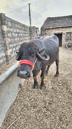 જાફરાબાદી ખડેલી
