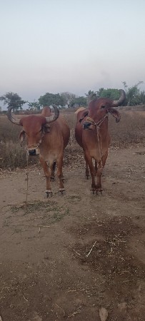 બરદ