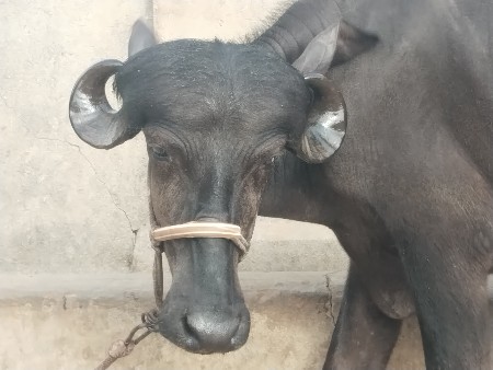 ઓરીજનલ ટોપલી ખડેલી વેચવાની છે