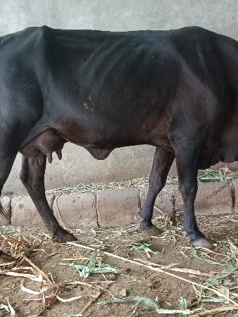 ગીર ક્રોસ ગાય વેચવાની છે