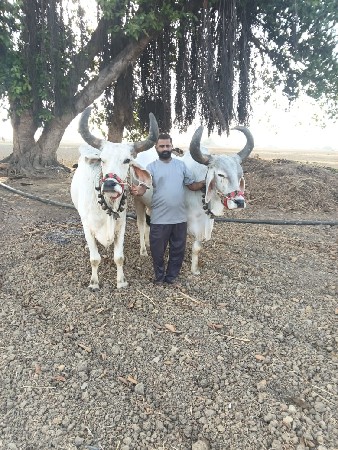 બળદ બેય વેચવાના છે