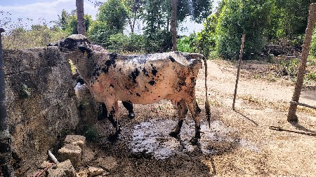 ગાય વેચવાની છે