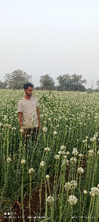 प्याज बिज नाशिक रेड,(  लाल ) और गर्