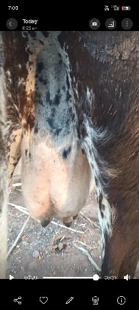 આગ ઝરસી ગઈ વેચવાની