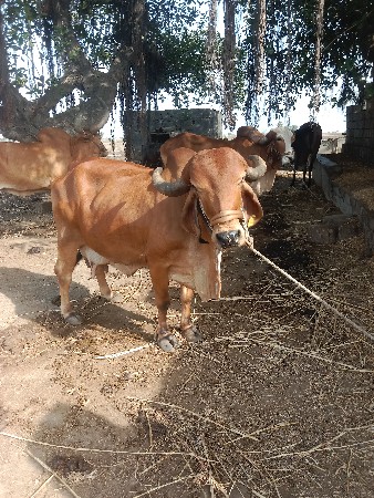 ગાય વેચવા ની છે
