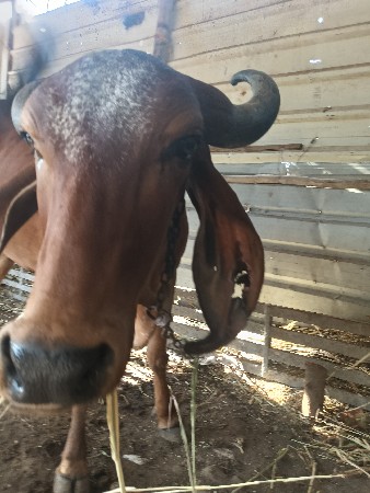 વેચવાની છે