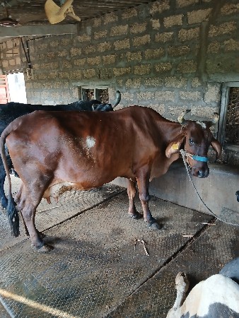 jarsi gay 1mahinani viyanel se