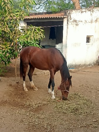 ધૉડી વૅચવાની છે